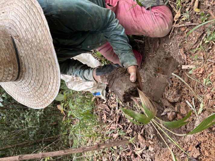 La Macarena, native species reforestation